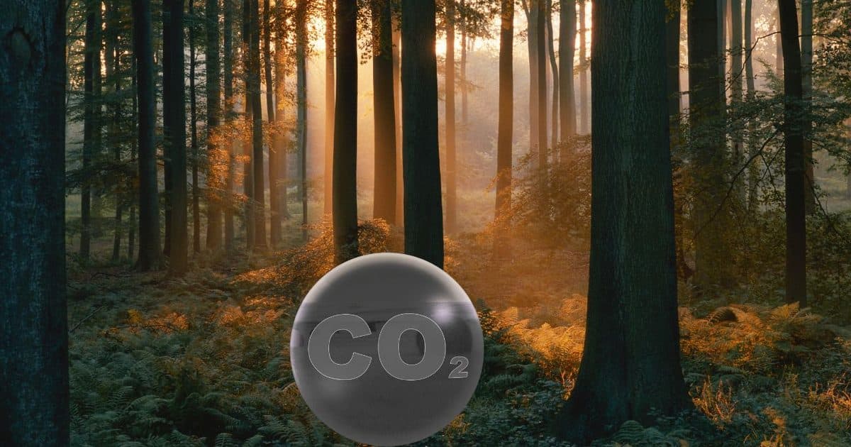 ऊँचे पेड़ों के बीच से आती धूप, और नीचे CO₂ लिखा हुआ एक गोला