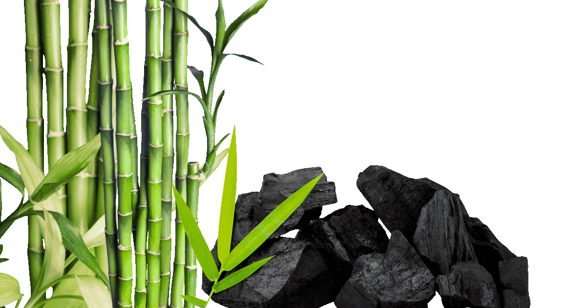 Green bamboo culms beside a pile of black biochar made from bamboo