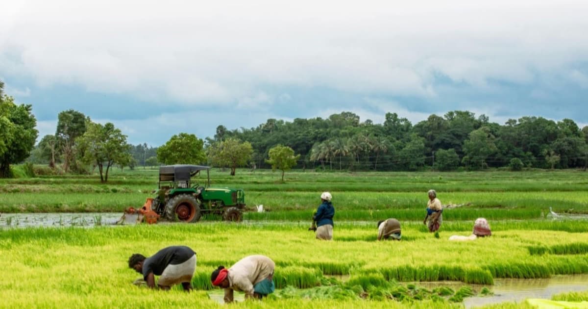 A group of farm workers transplanting rice seedlings by hand in a flooded paddy field, with a tractor and treeline behind them