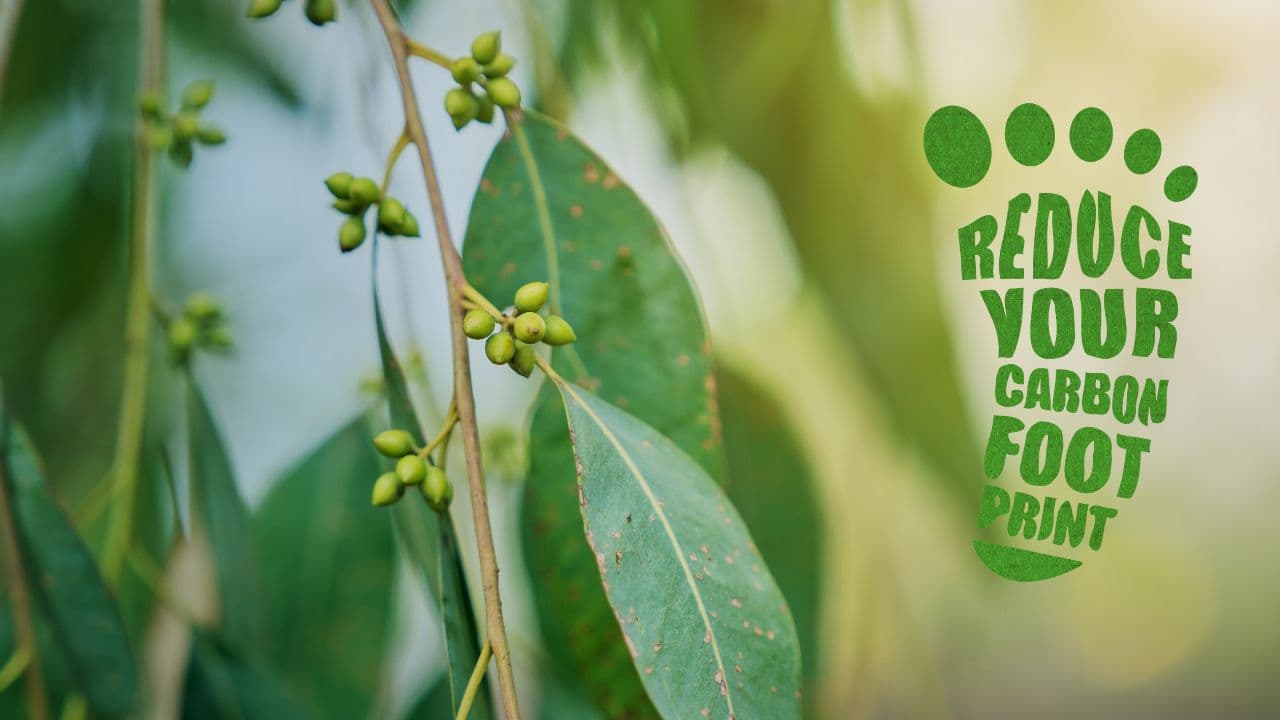 Eucalyptus leaves and green flower buds on a slender branch, with a green carbon footprint mark
