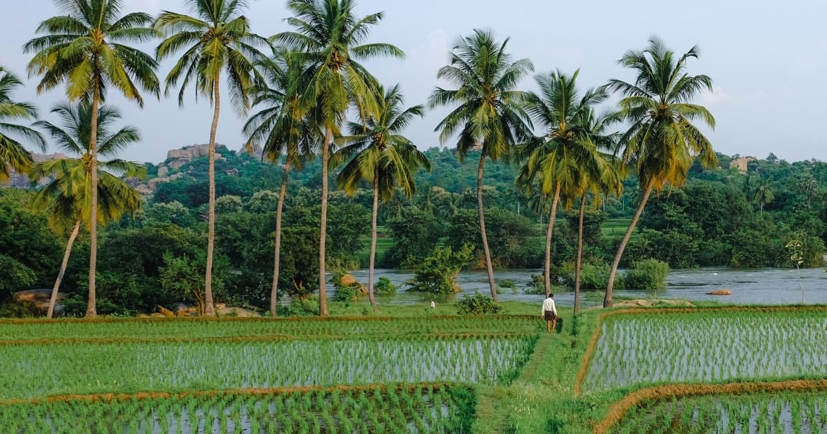 A lone farmer walking along a narrow grass bund between flooded paddy fields, with coconut palms, a river and rocky hills behind