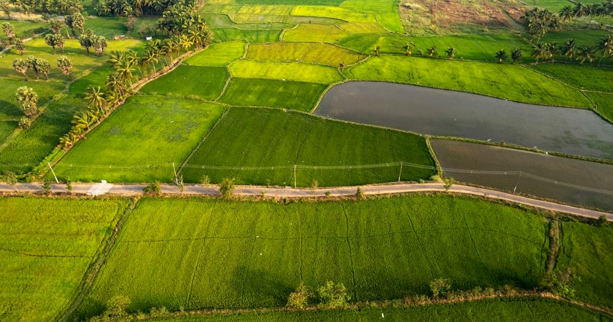 Aerial view of Indian farmland divided into many small irregular plots by earth banks, with a road, coconut palms and one flooded paddy field