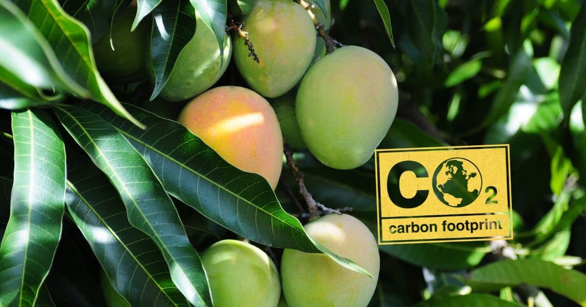 Ripening mangoes on the tree among dark green leaves, with a yellow carbon footprint label