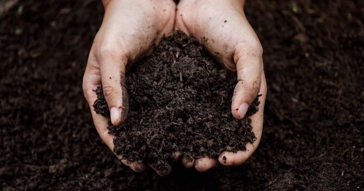 Two cupped hands holding a mound of dark crumbly soil above freshly turned earth
