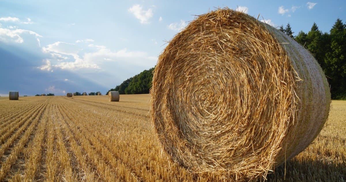A large round bale of golden straw in the foreground of a harvested field, with more bales, stubble rows and a treeline behind
